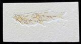 Bargain Knightia Fossil Fish - Wyoming #39414-1